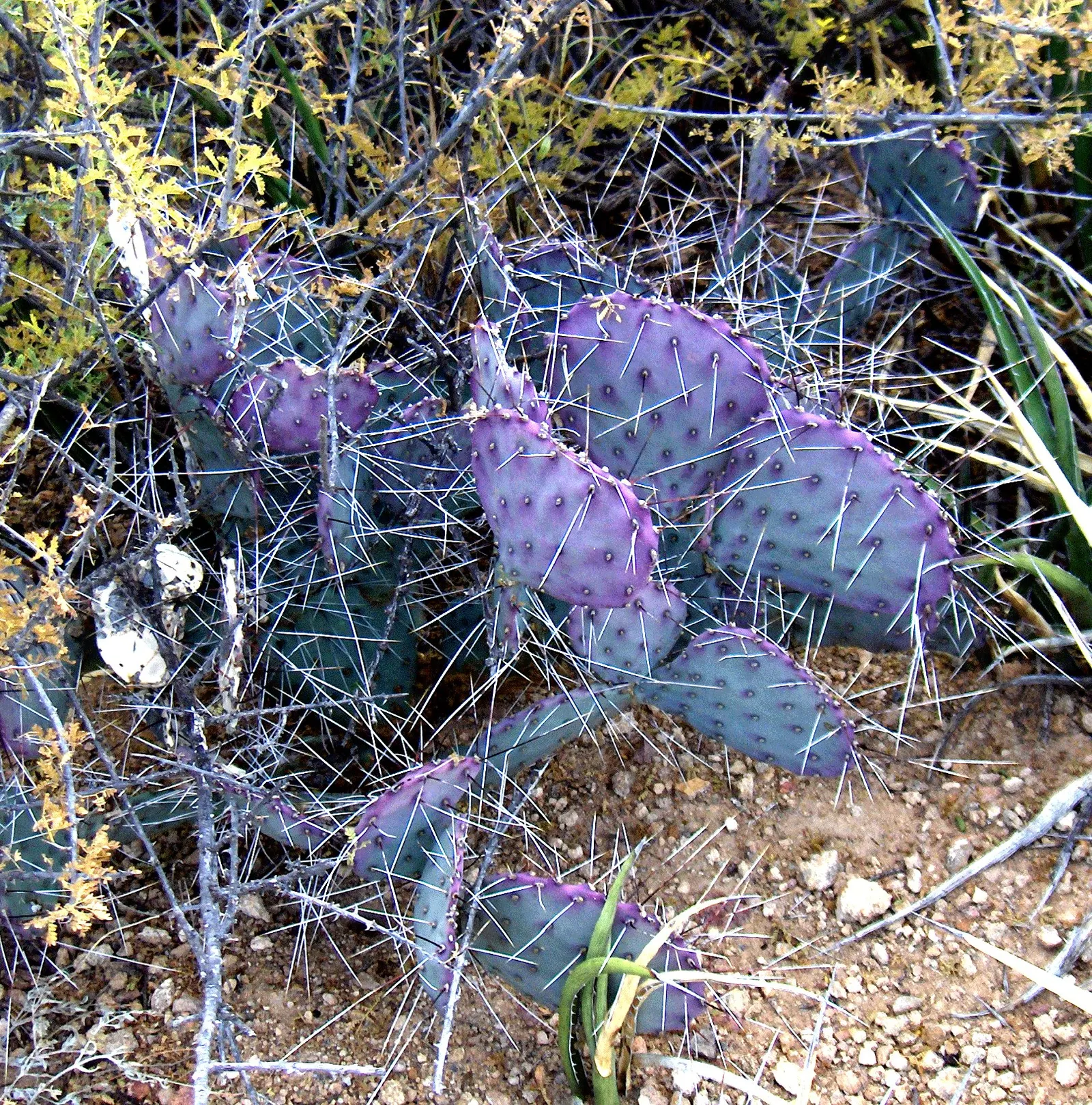 Black-Spine Prickly Pear (Opuntia Macrocentra) — Vibrant yellow blooms with red centers, each about 3 inches across, flourish in spring