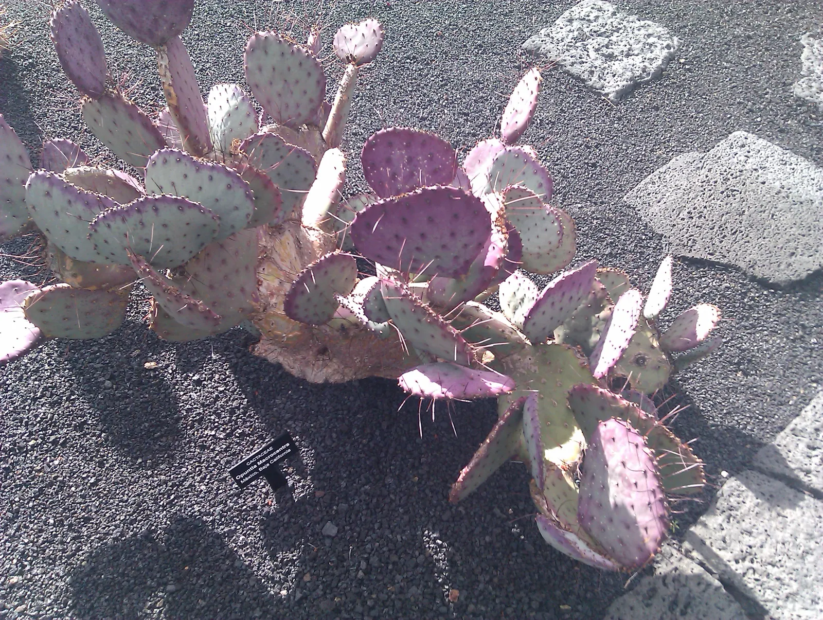 Black-Spine Prickly Pear (Opuntia Macrocentra) — The Black-Spine Prickly Pear is drought-tolerant, requiring well-draining soil to prevent root rot