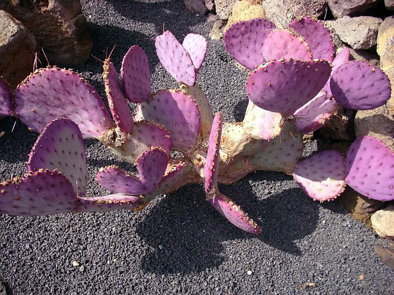 Black-Spine Prickly Pear (Opuntia Macrocentra) — the Opuntia macrocentra blooms with vibrant yellow flowers