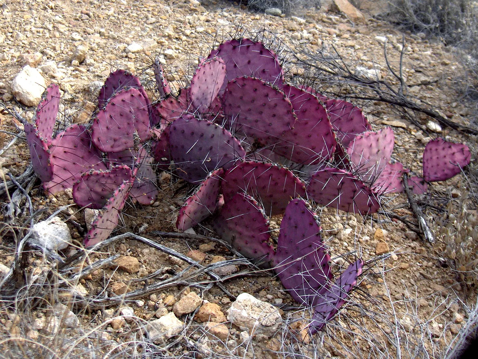 Black-Spine Prickly Pear (Opuntia Macrocentra) — which can be a hazard if positioned along pathways or close to communal areas.<br><br>Care-wise