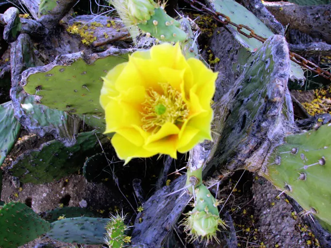 Black-Spine Prickly Pear (Opuntia Macrocentra) — adding a burst of color to the scenery