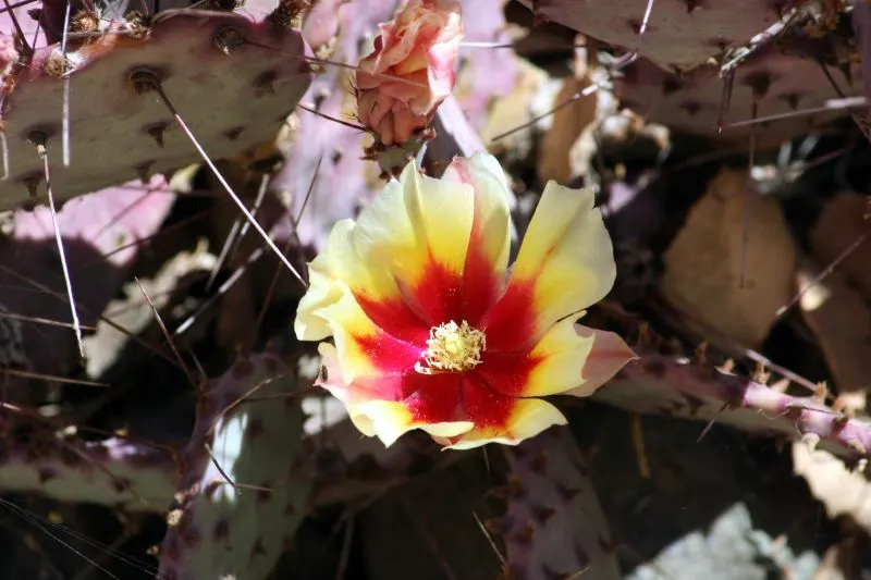 Black-Spine Prickly Pear (Opuntia Macrocentra) — It features large, flat, blue-green pads, with contrasting long black spines up to 2 inches long