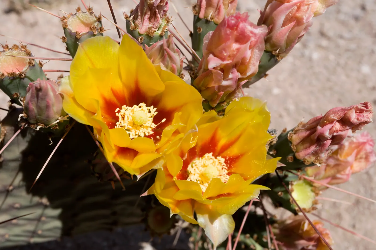 Black-Spine Prickly Pear (Opuntia Macrocentra) — This cactus is a splendid choice for water-conscious landscapes