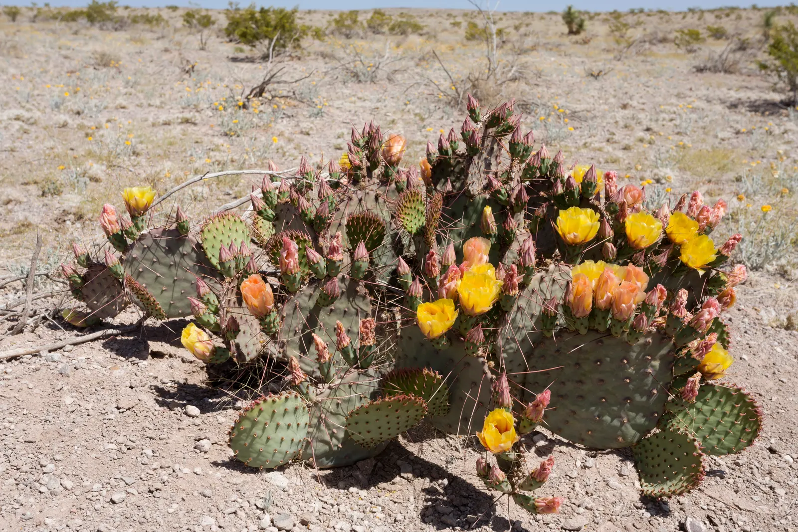 Black-Spine Prickly Pear (Opuntia Macrocentra) — No pruning is necessary, except for the removal of dead or damaged pads