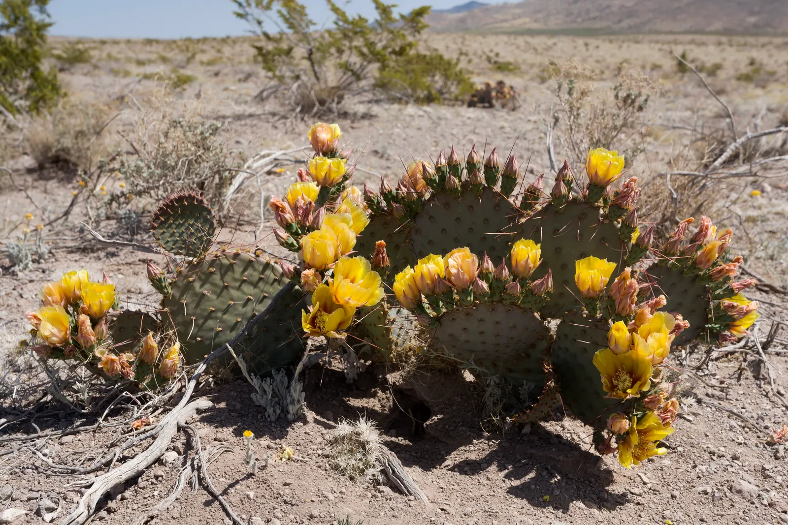 Black-Spine Prickly Pear (Opuntia Macrocentra) — or as a natural security barrier due to its spiny nature