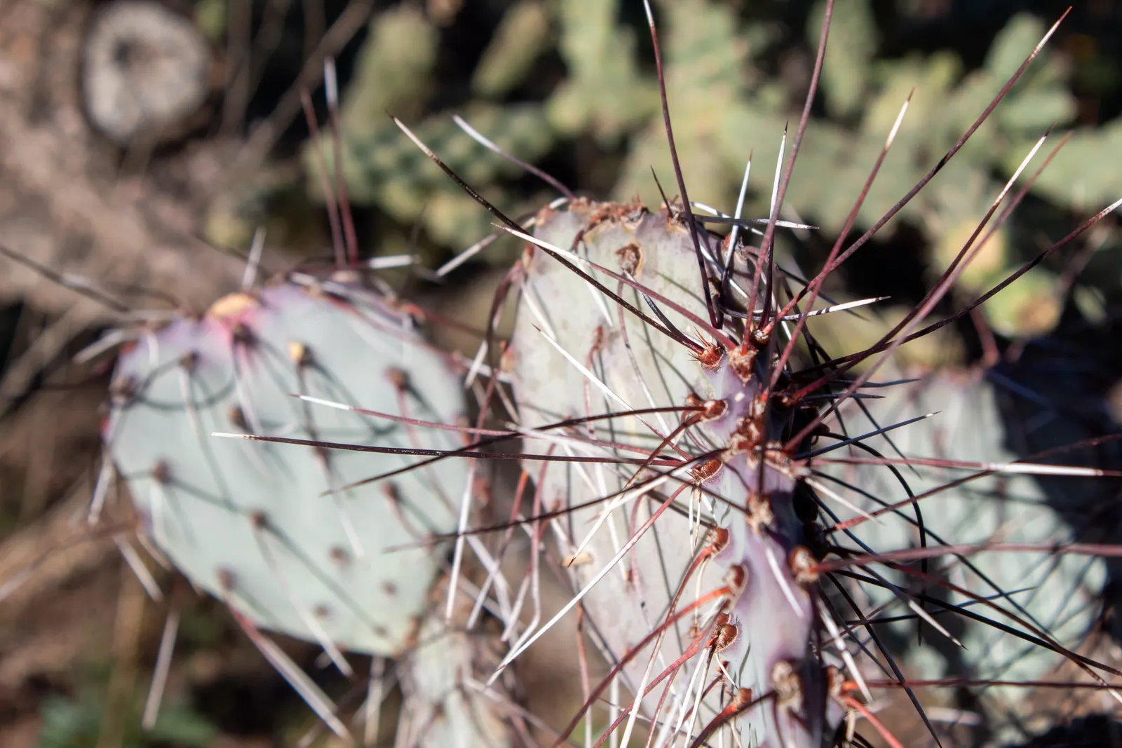 Black-Spine Prickly Pear (Opuntia Macrocentra) — This species thrives in USDA hardiness zones 6 through 9