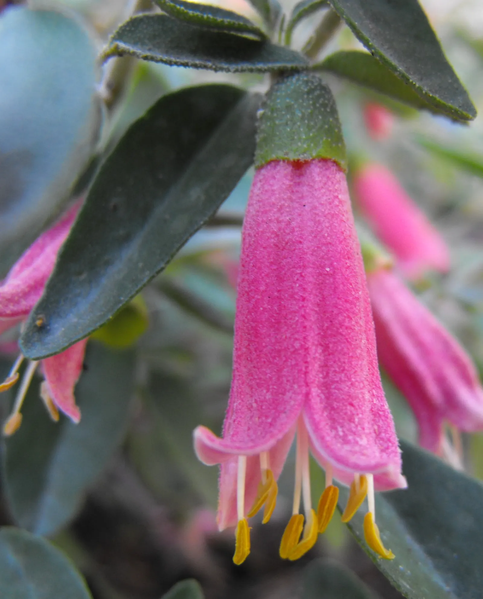 Carmine Bells Australian Fuchsia (Correa 'Carmine Bells') — Correa 'Carmine Bells,' an Australian Fuchsia