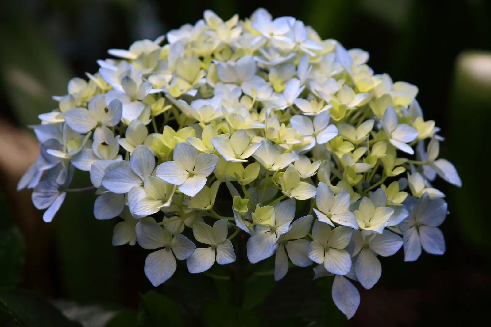 Climbing Hydrangea (Hydrangea Integrifolia) — scientifically known as Hydrangea integrifolia