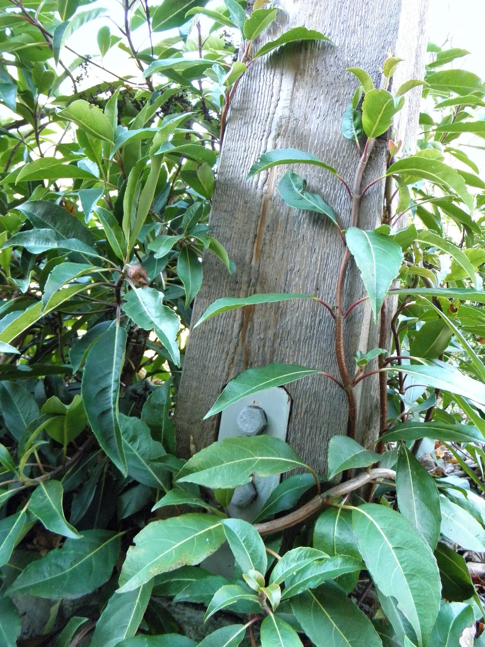 Climbing Hydrangea (Hydrangea Integrifolia) — dark green leaves and lacecap-like white blooms that emerge late spring to early summer