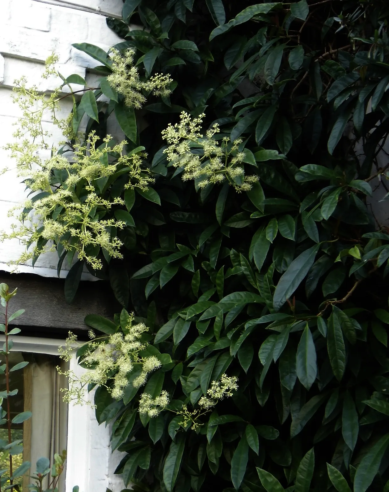 Climbing Hydrangea (Hydrangea Integrifolia) — is an exceptional choice for adding year-round interest to your landscape design