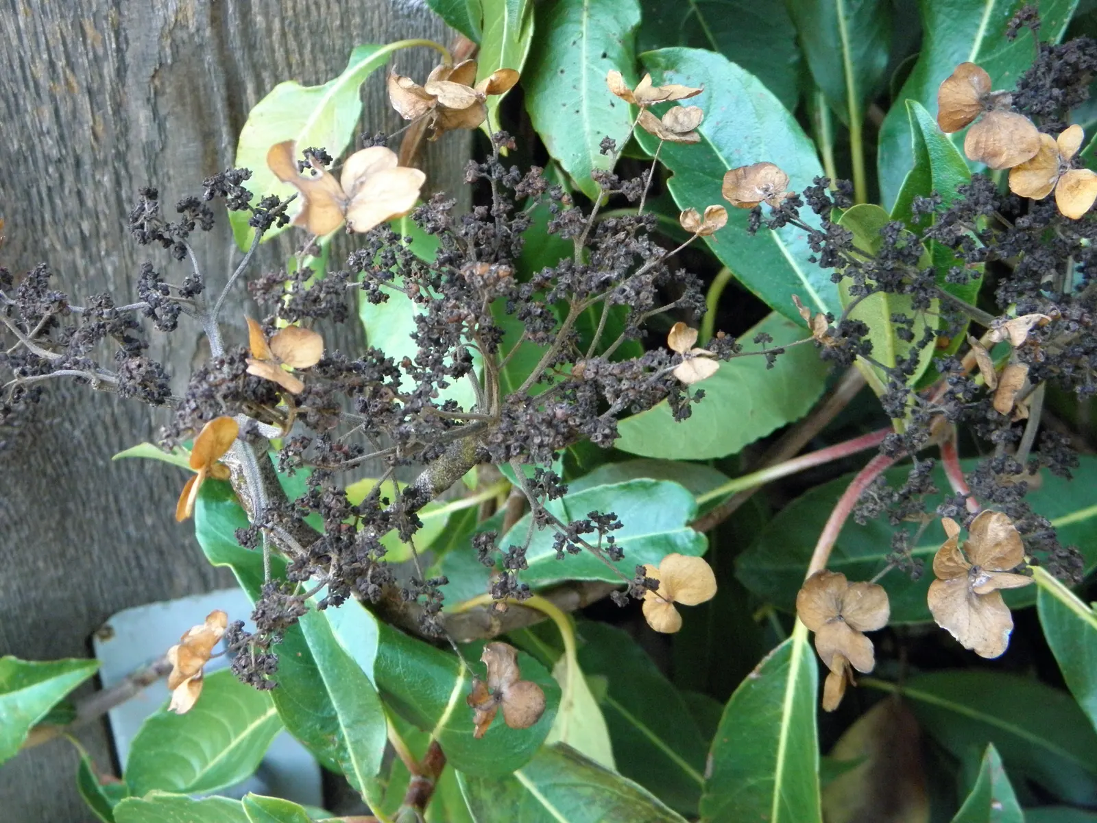 Climbing Hydrangea (Hydrangea Integrifolia) — It can reach up to 30-40 feet in height, attaching via aerial roots, making it perfect for trellises and walls