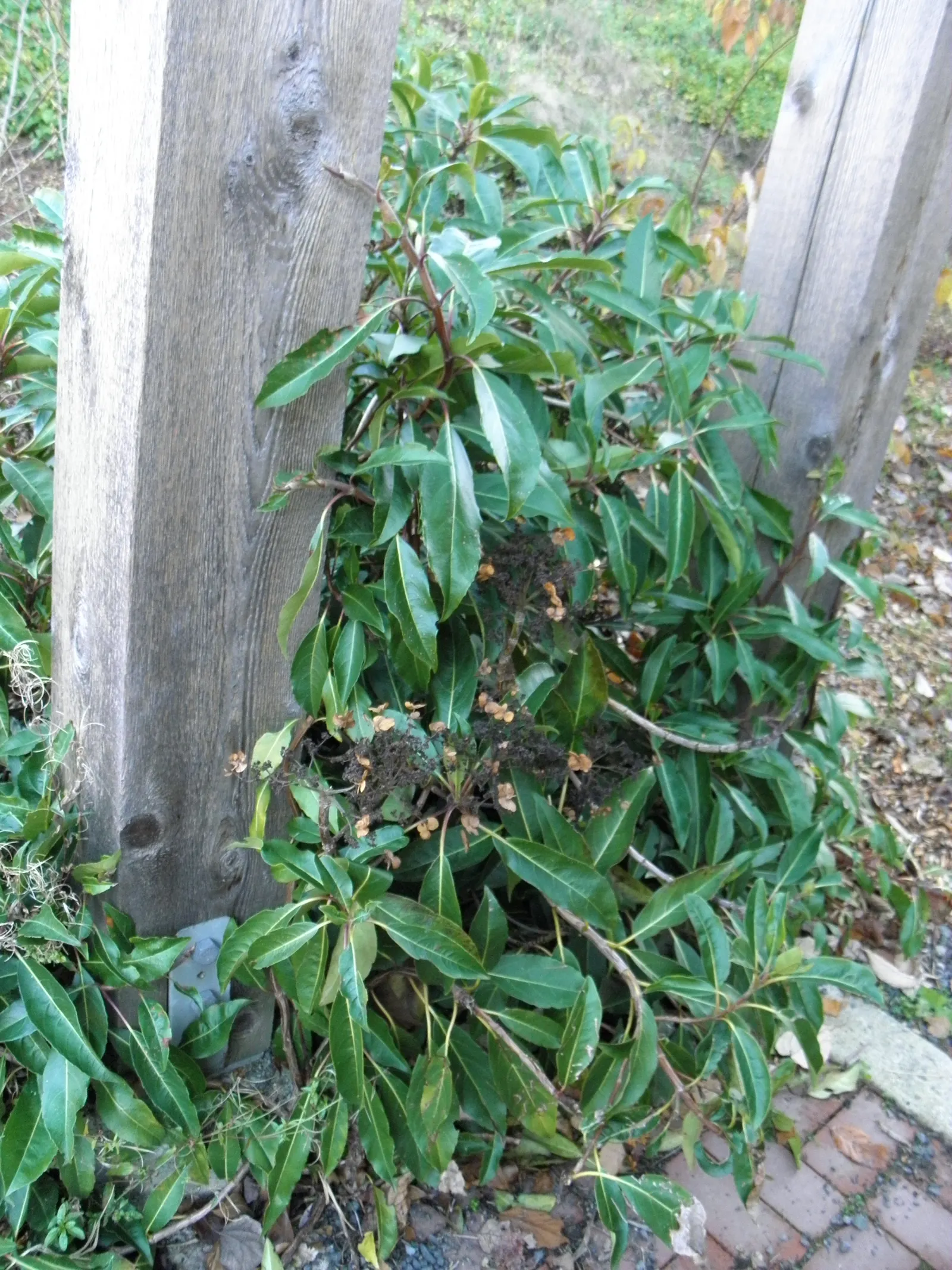 Climbing Hydrangea (Hydrangea Integrifolia) — Low maintenance, providing year-round interest