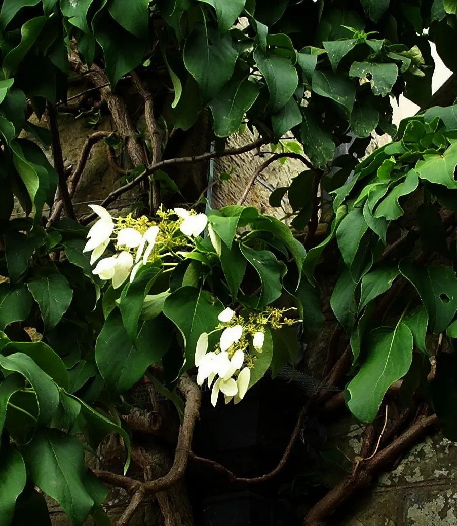 Climbing Hydrangea (Hydrangea Integrifolia) — Prefers partial shade and well-drained soil; hardy in zones 7-10