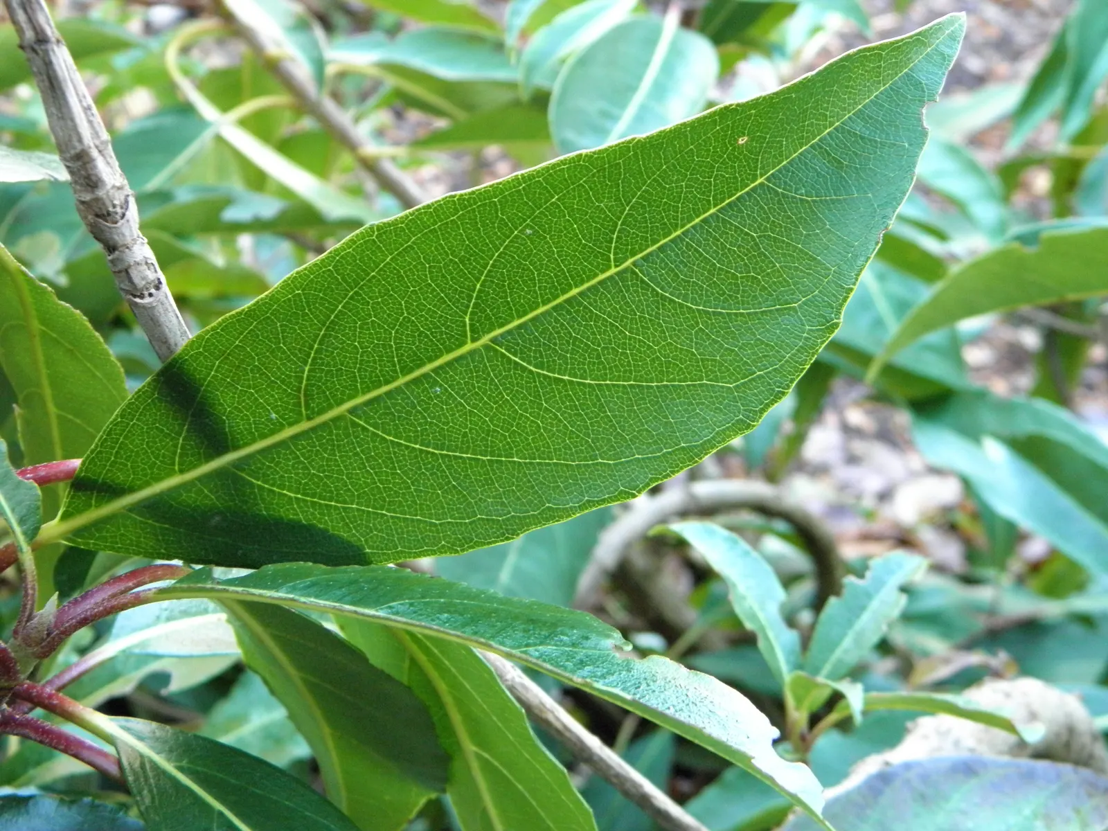 Climbing Hydrangea (Hydrangea Integrifolia) — Evergreen Climbing Hydrangea (Hydrangea integrifolia) is a robust evergreen vine