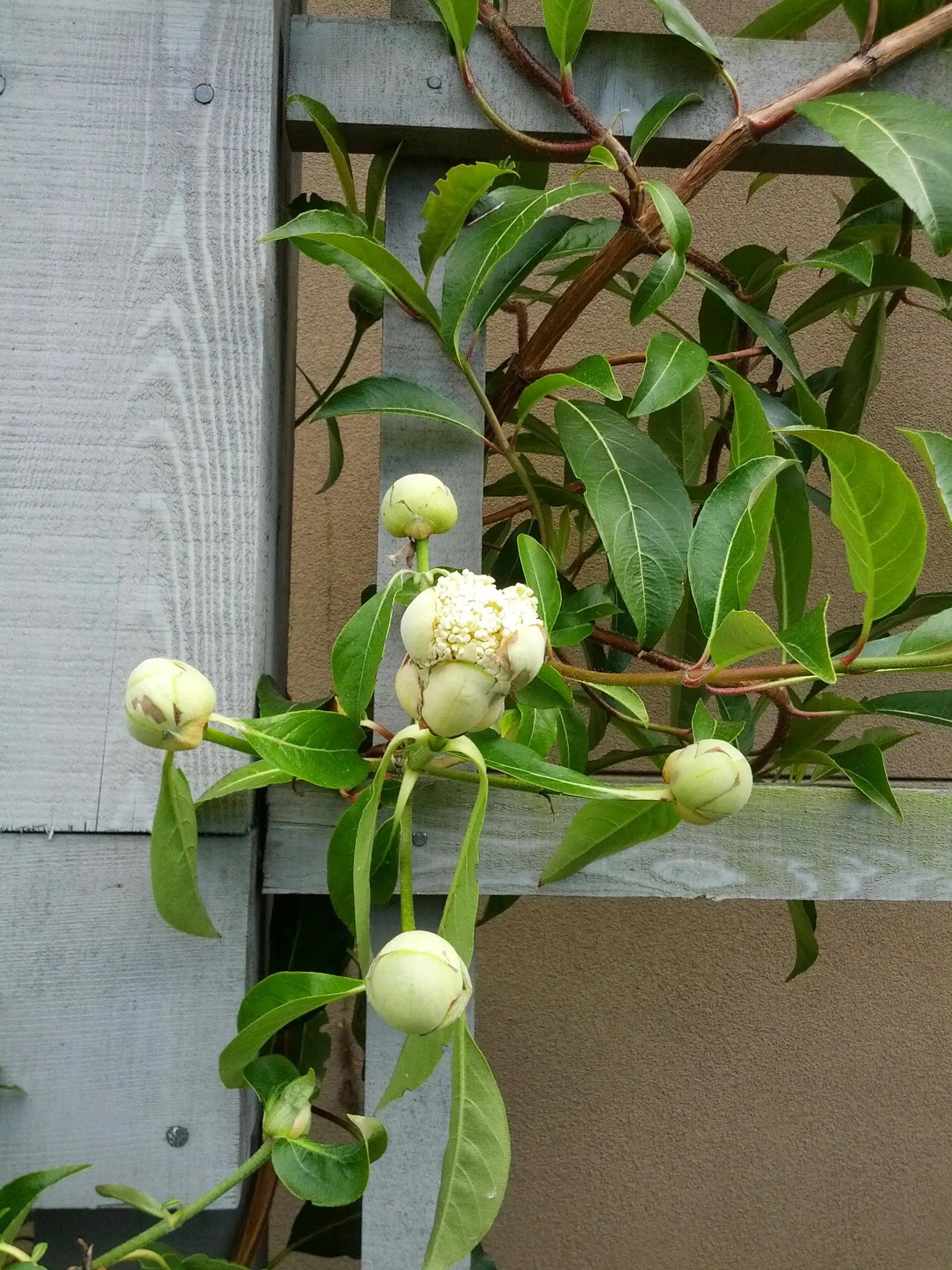 Climbing Hydrangea (Hydrangea Integrifolia) — Bringing both aesthetic appeal and utility