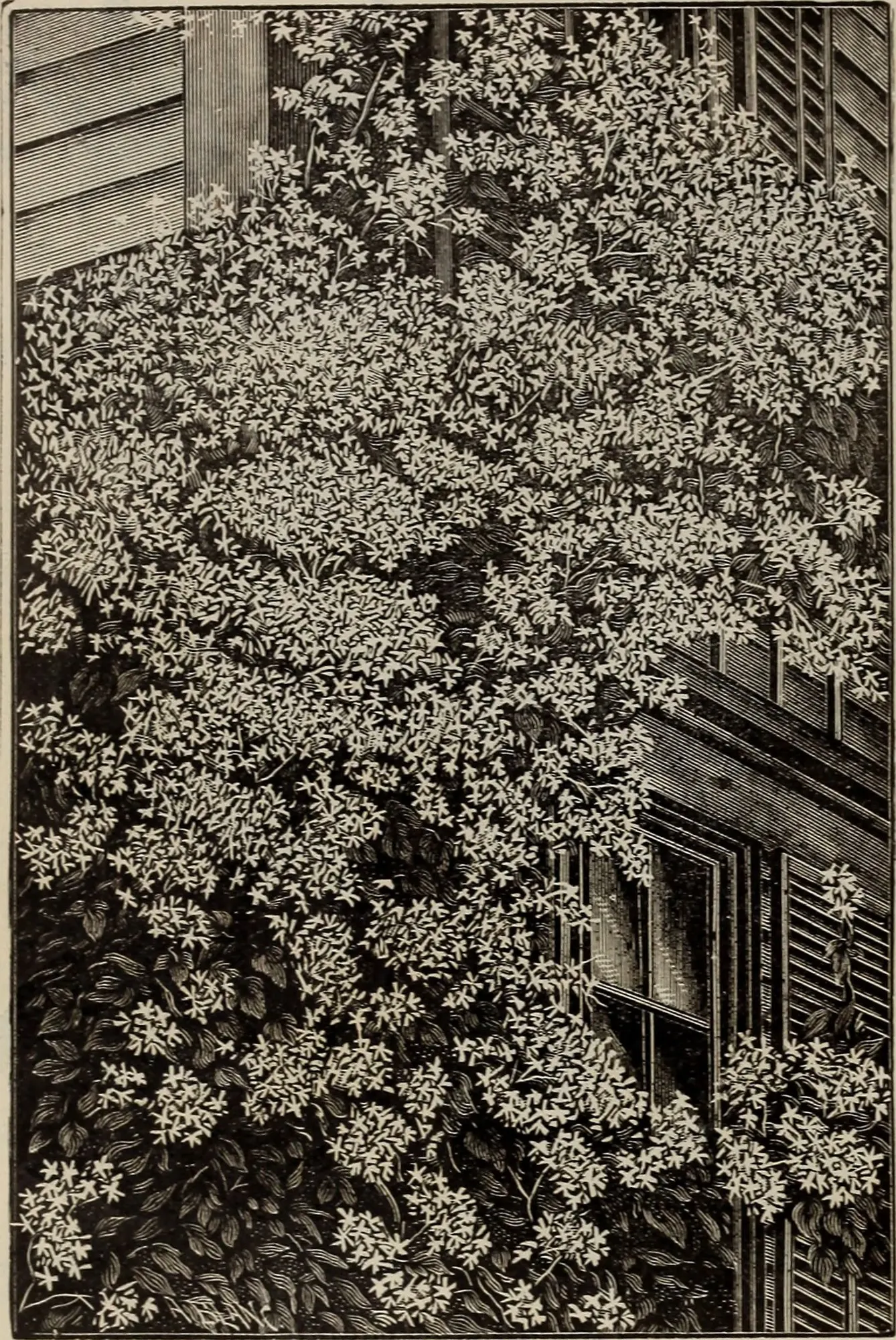 Climbing Hydrangea (Hydrangea Integrifolia) — it can reach impressive heights of up to 40 feet when supported by a sturdy structure such as a wall