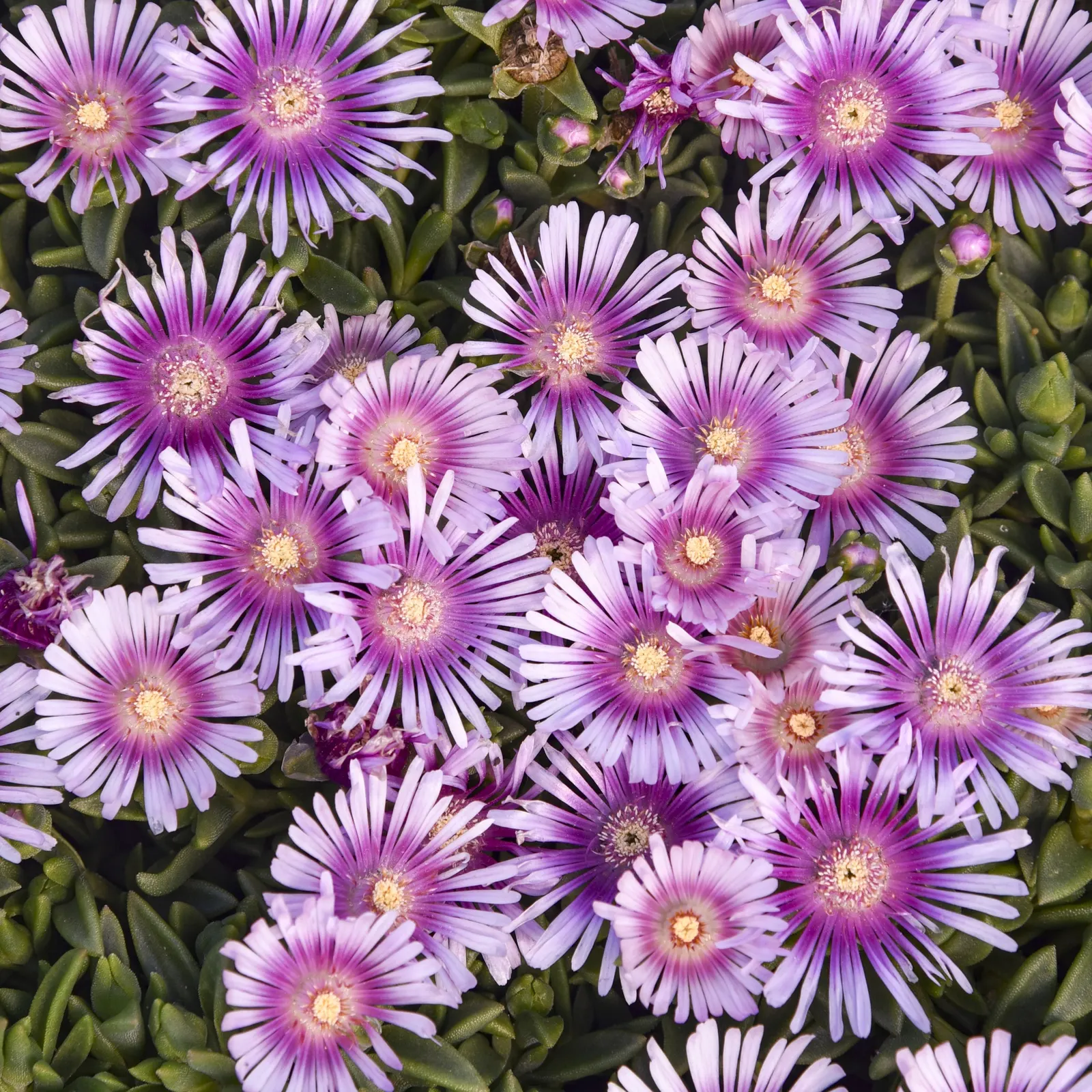 'Pink Radiance' Hardy Ice Plant (Delosperma hybrid) — It grows only 2-4 inches tall and spreads 20-24 inches, forming a low, colorful mat
