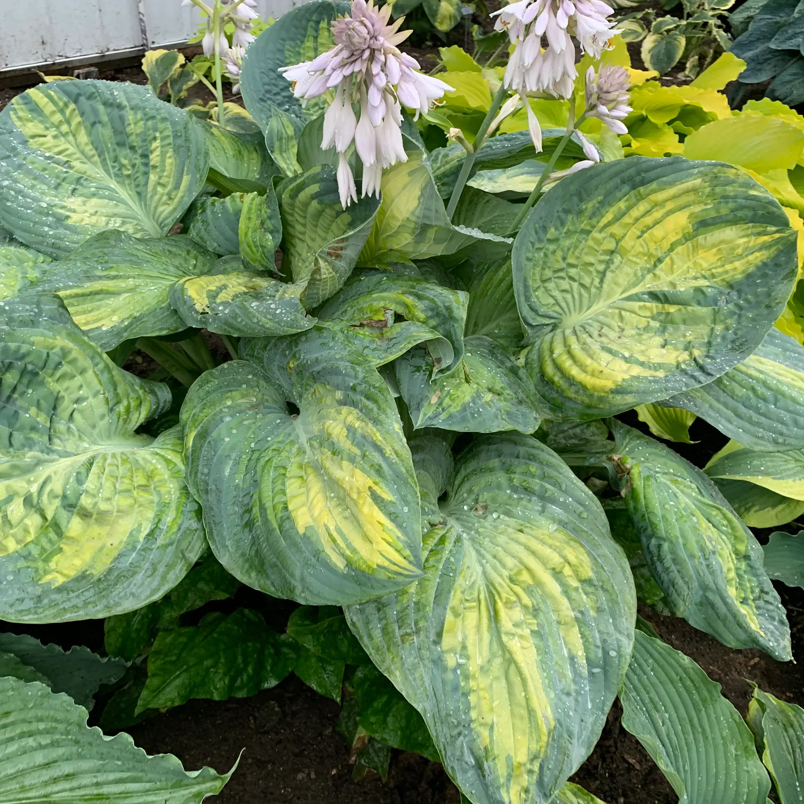 Giant 'Sound of Music' Hosta (Hosta hybrid) — The Hosta hybrid is a giant mounded perennial with heavily corrugated leaves