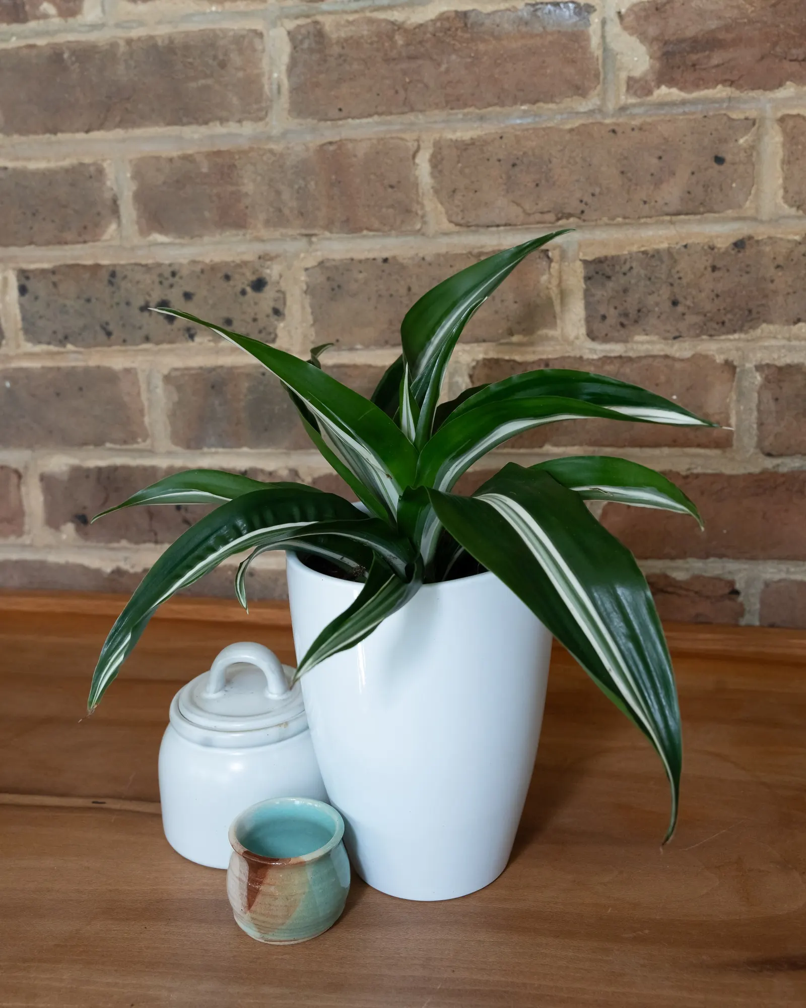 Dragon Tree (Dracaena) — It matures to about 24-36 inches tall