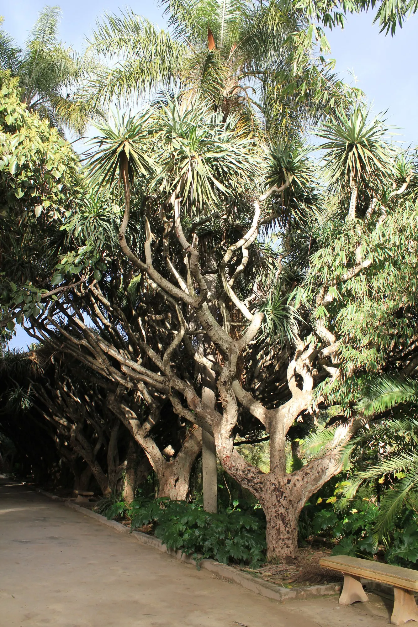Dragon Tree (Dracaena) — Jade Jewel typically reaches 24 to 36 inches tall
