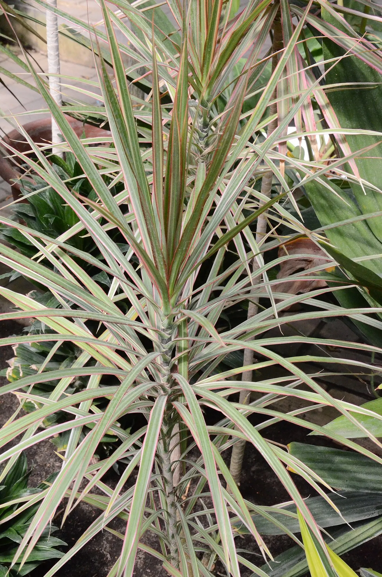 Dragon Tree (Dracaena) — upright houseplant with a refined architectural presence