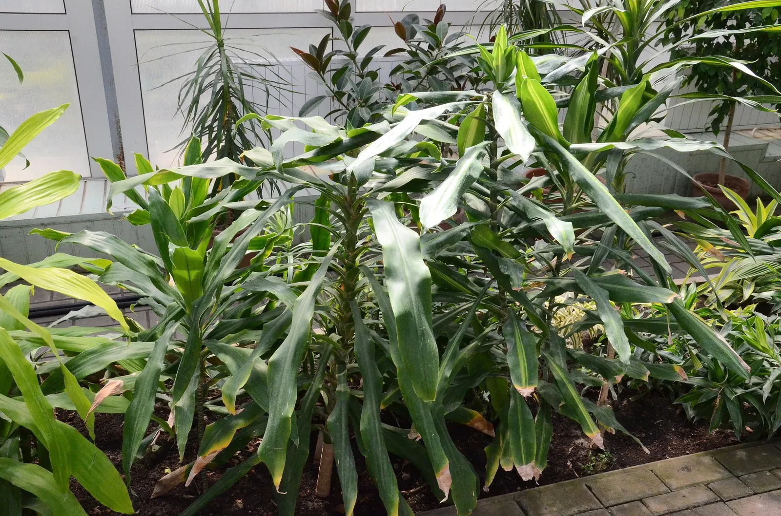 Dragon Tree (Dracaena) — Part of the Proven Winners® Submerged Relics™ collection