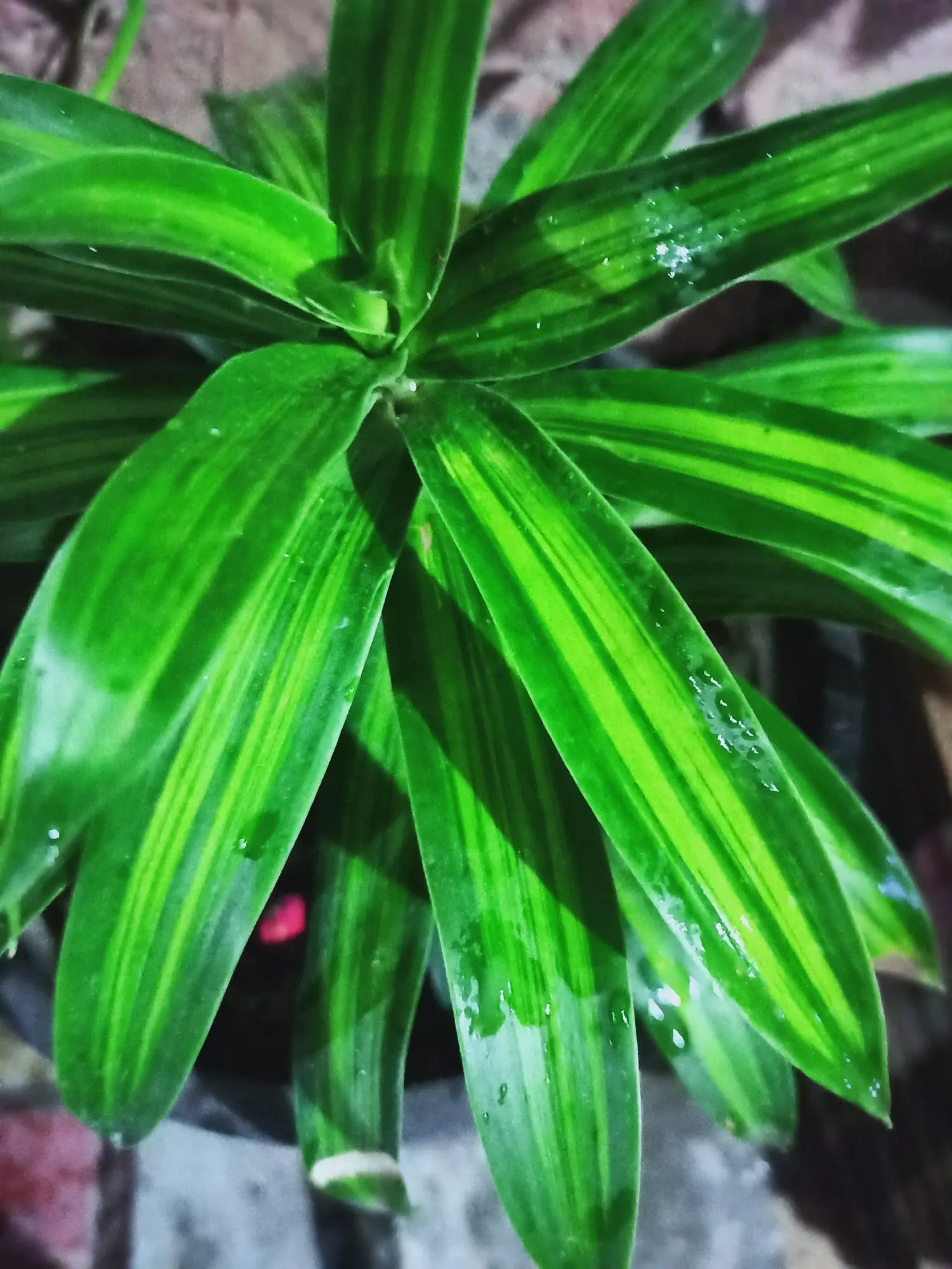 Dragon Tree (Dracaena) — commonly referred to as Jade Jewel Dragon Tree