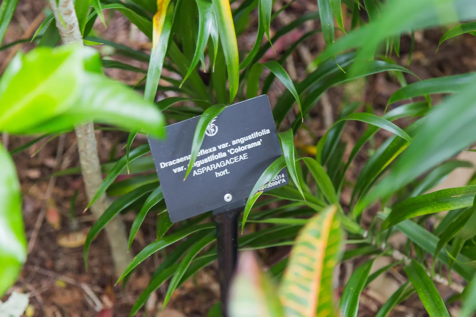 Dragon Tree (Dracaena) — strappy foliage in deep green