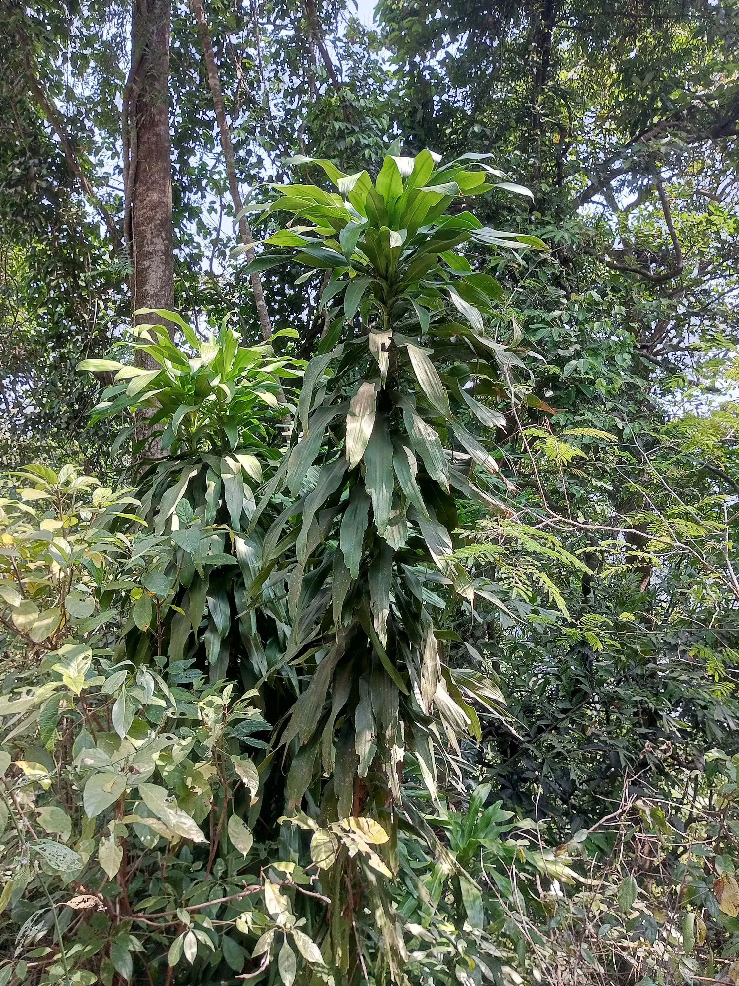 Dragon Tree (Dracaena) — Hardy outdoors in USDA Zones 10-12
