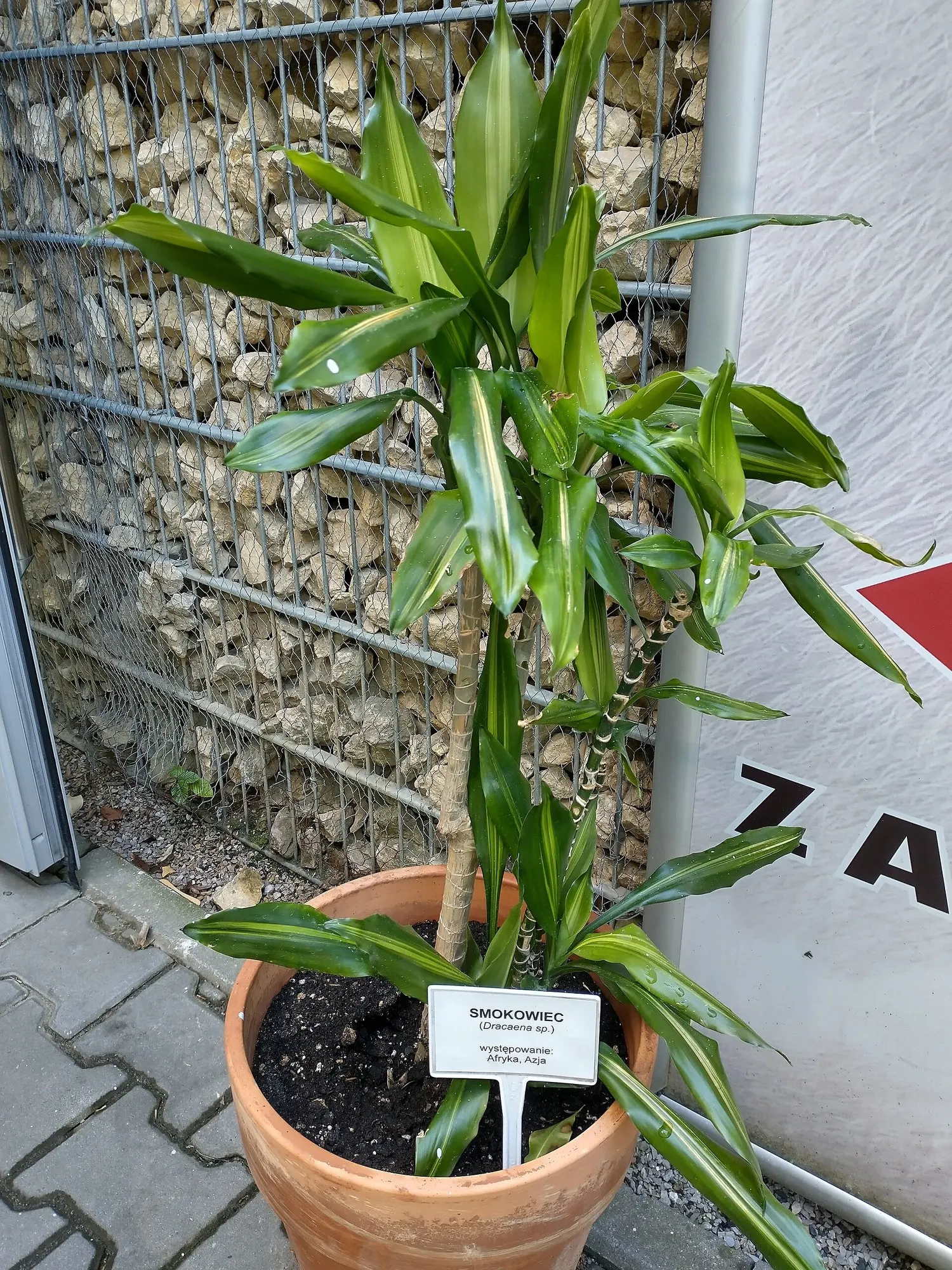 Dragon Tree (Dracaena) — it should be treated as a frost-tender tropical suitable only for consistently warm