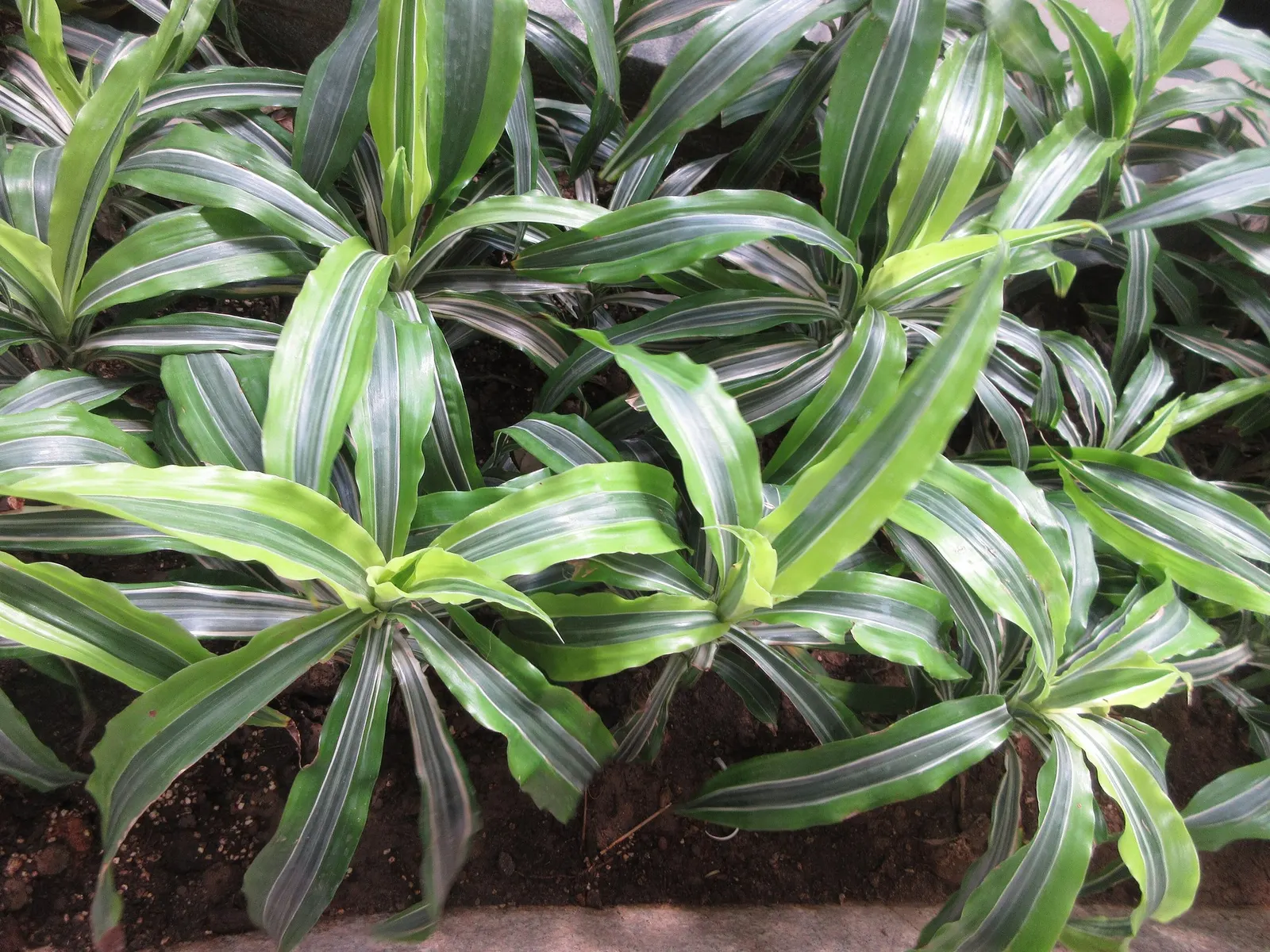 Dragon Tree (Dracaena) — each leaf marked by a fine white stripe down the center