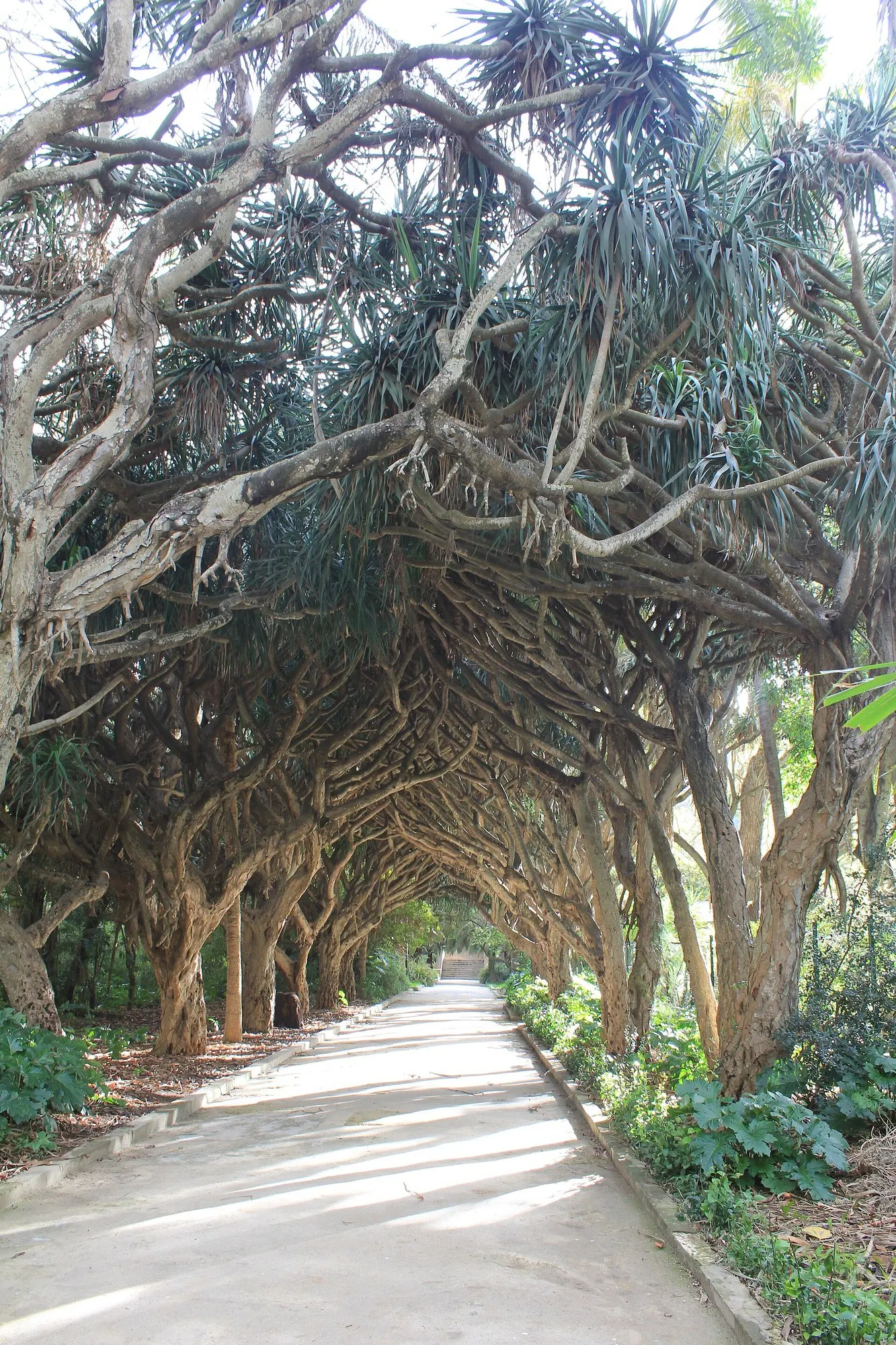Dragon Tree (Dracaena) — ‘Jade Jewel’ brings a quietly dramatic look to interiors with glossy