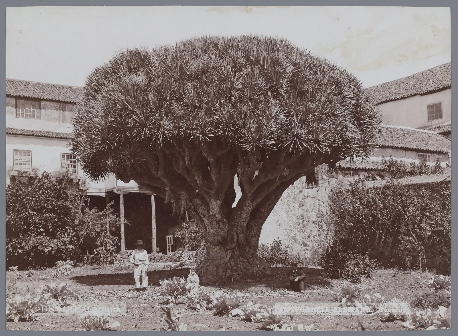 Dragon Tree (Dracaena) — or a layered indoor plant composition.<br><br>At maturity
