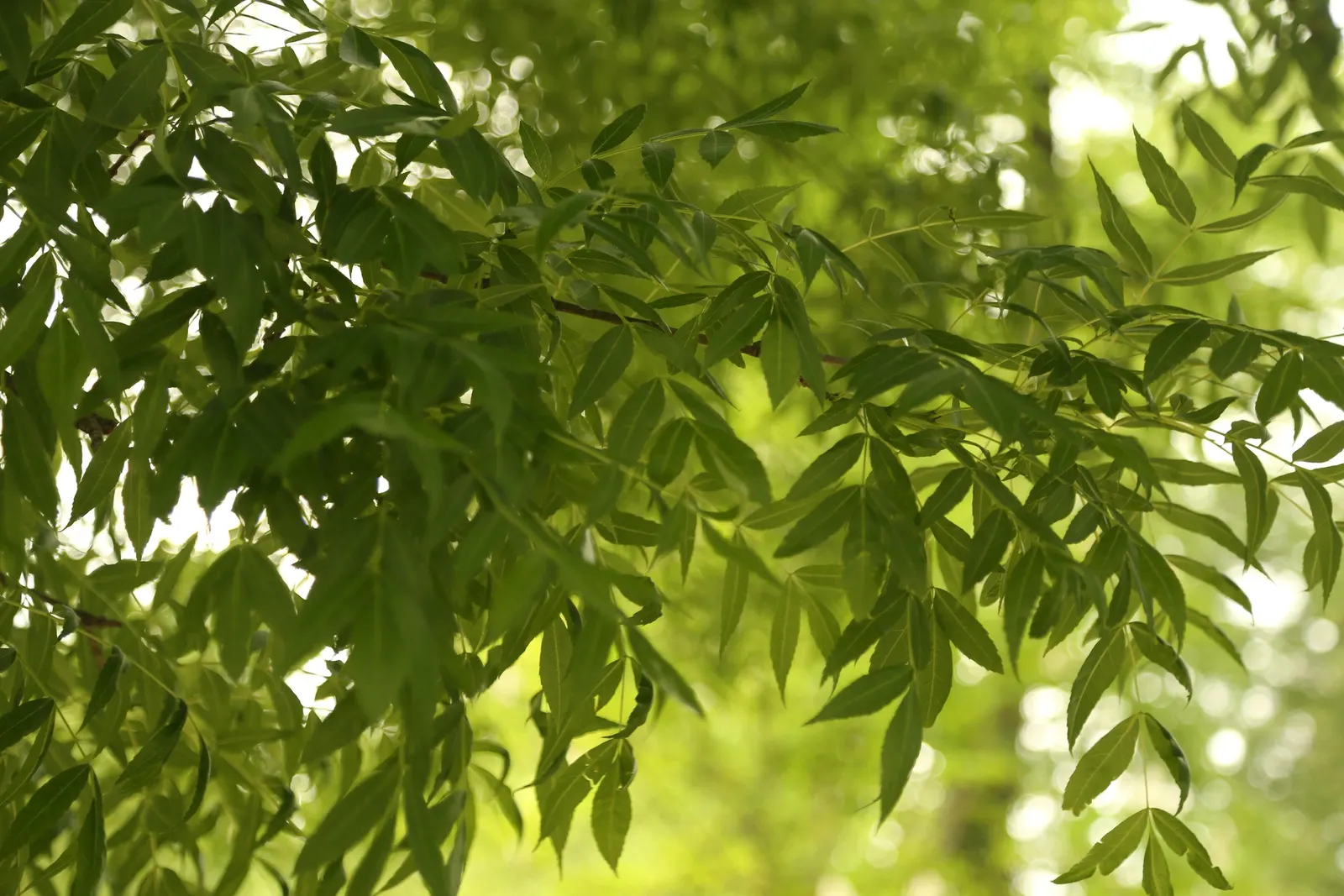 Raywood Ash (Fraxinus Angustifolia 'Raywood') — It exhibits a round-to-oval shape and thrives in USDA zones 6-9, preferring full sun