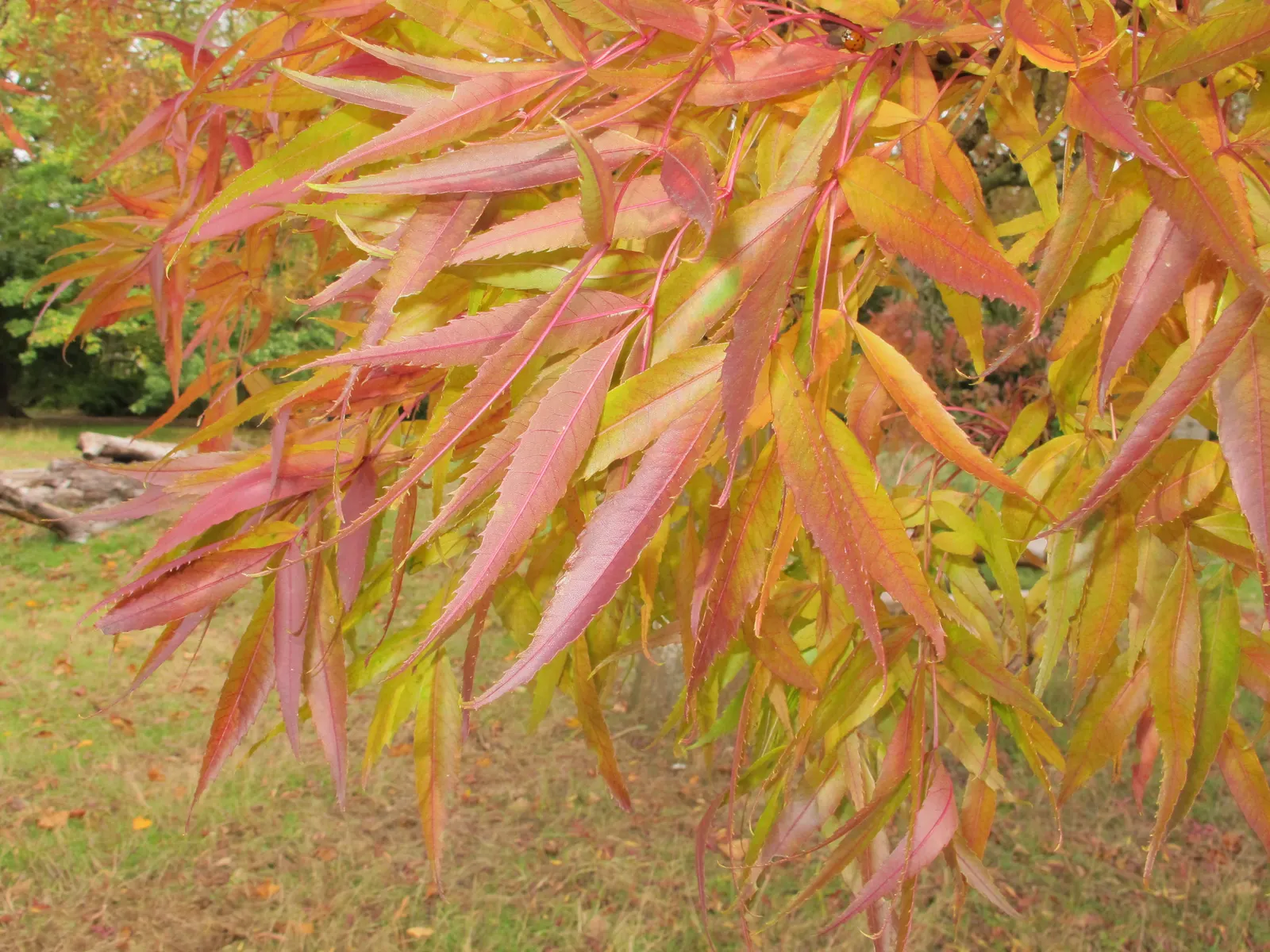 Raywood Ash (Fraxinus Angustifolia 'Raywood') — dark green foliage that turns a striking claret-red in fall
