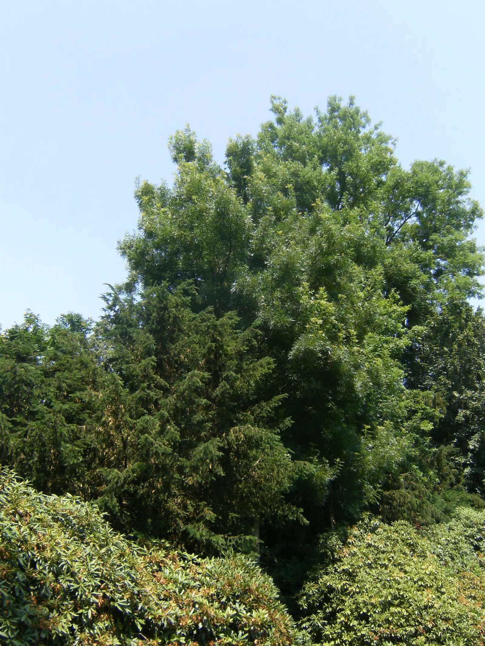 Raywood Ash (Fraxinus Angustifolia 'Raywood') — This ash variety is drought-tolerant once established