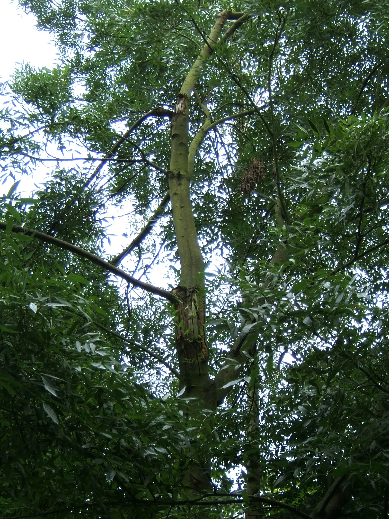 Raywood Ash (Fraxinus Angustifolia 'Raywood') — renowned for its fine-textured
