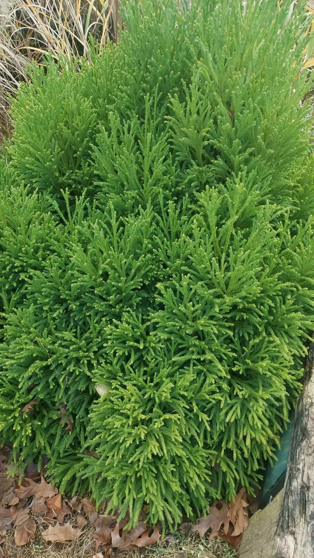Japanese Cedar (Cryptomeria Japonica) — Its reddish-brown, exfoliating bark and tiered branches add year-round interest to landscapes; the Japanese, image 52