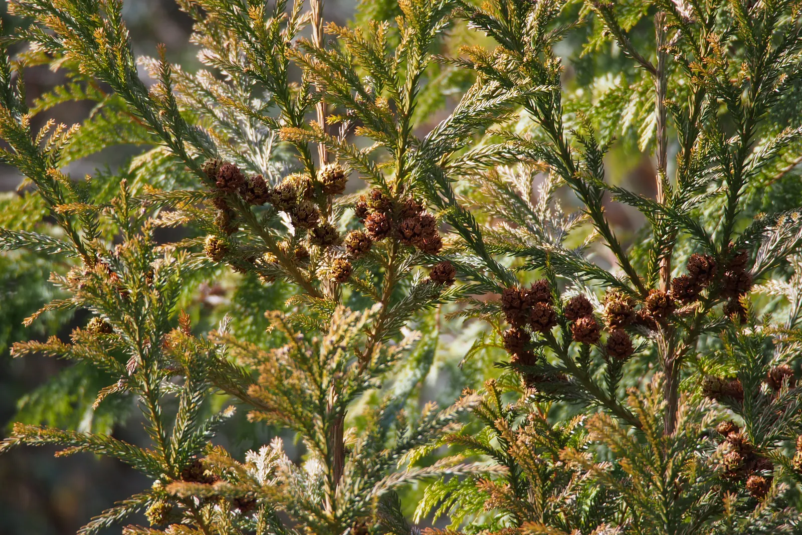 Japanese Cedar (Cryptomeria Japonica) — reaching up to 60 feet in height and 20-30 feet in spread; when selecting a site for planting, ensure ample space is