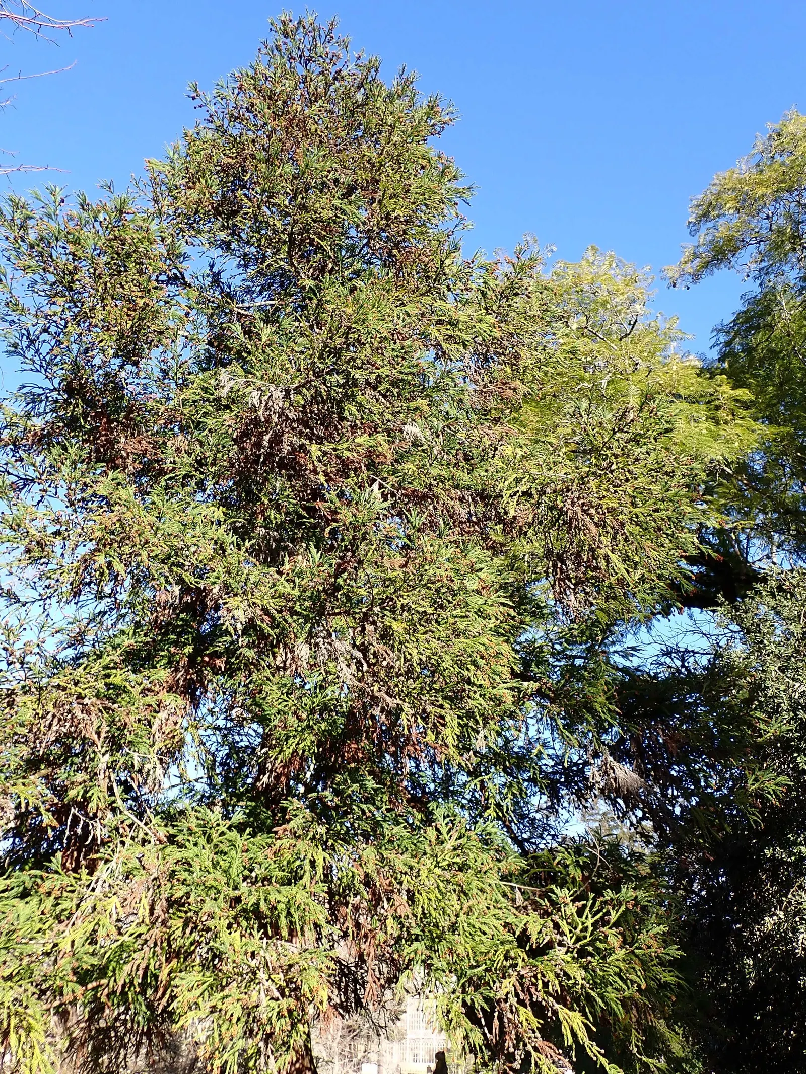 Japanese Cedar (Cryptomeria Japonica) — With proper care and situational awareness; its reddish-brown, exfoliating bark and tiered branches add year-round
