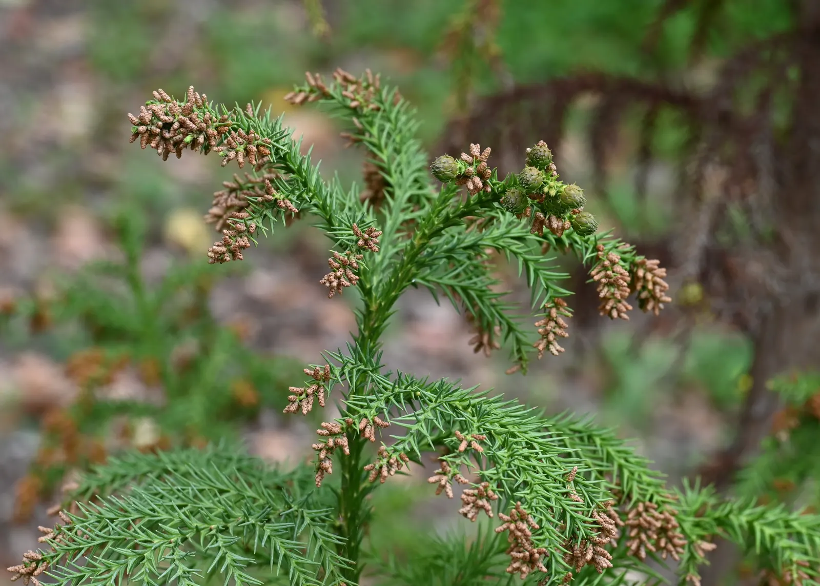 Japanese Cedar (Cryptomeria Japonica) — almost feathery appearance