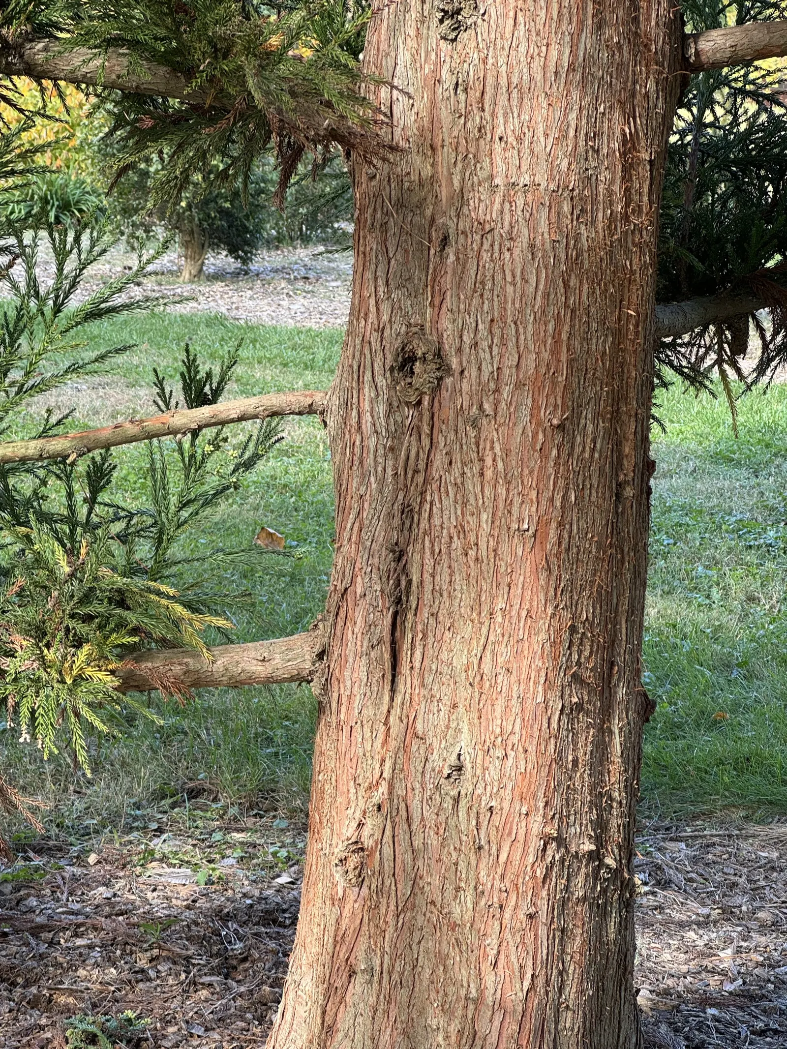 Japanese Cedar (Cryptomeria Japonica) — almost feathery appearance, image 58