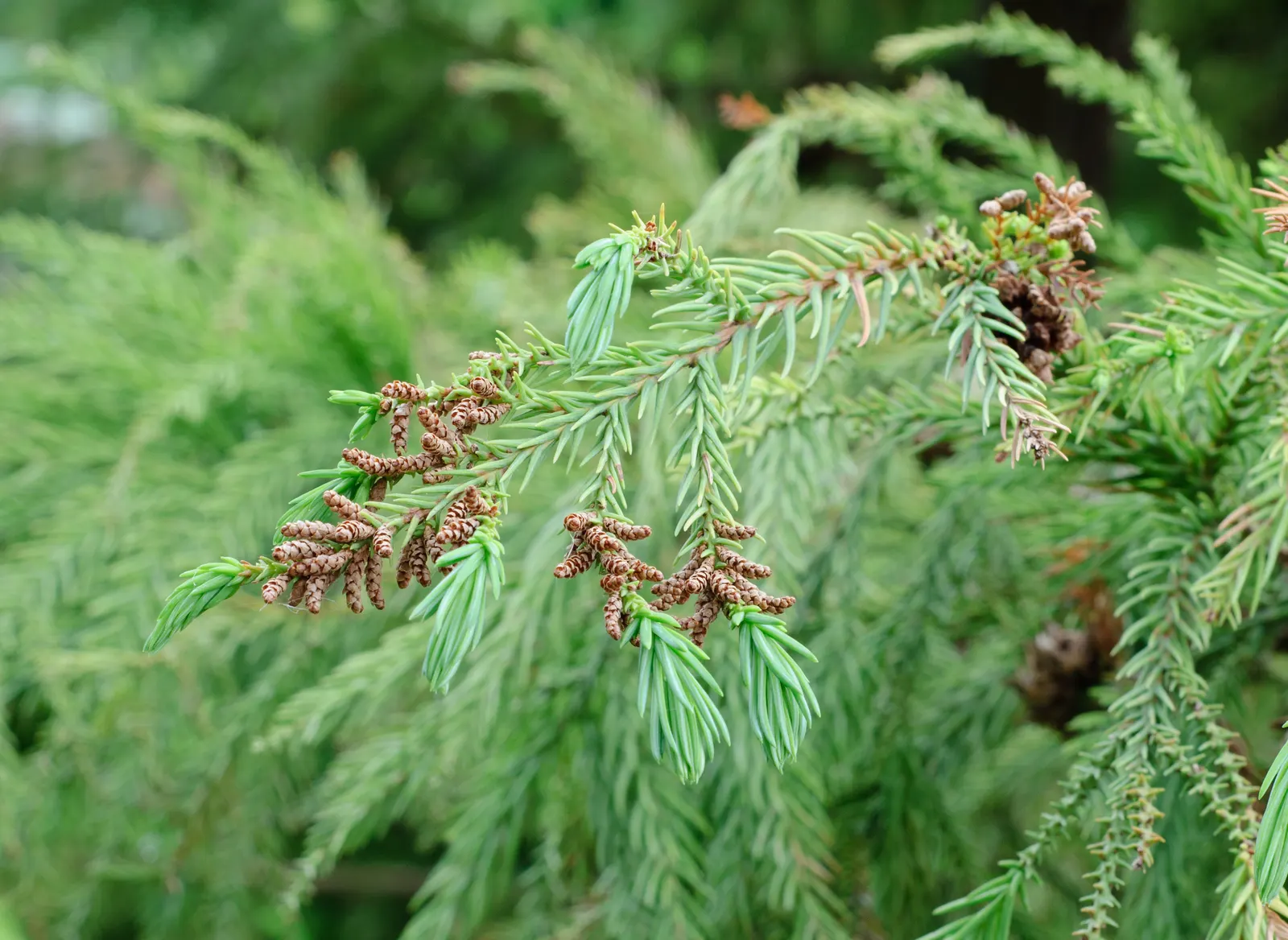 Japanese Cedar (Cryptomeria Japonica) — With proper care and situational awareness