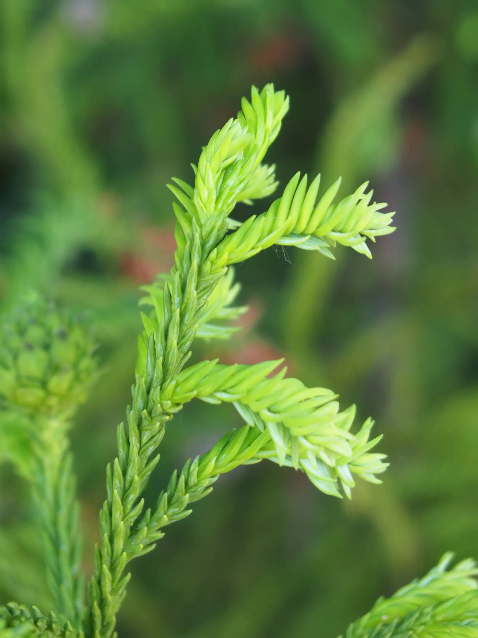 Japanese Cedar (Cryptomeria Japonica) — almost feathery appearance, image 35