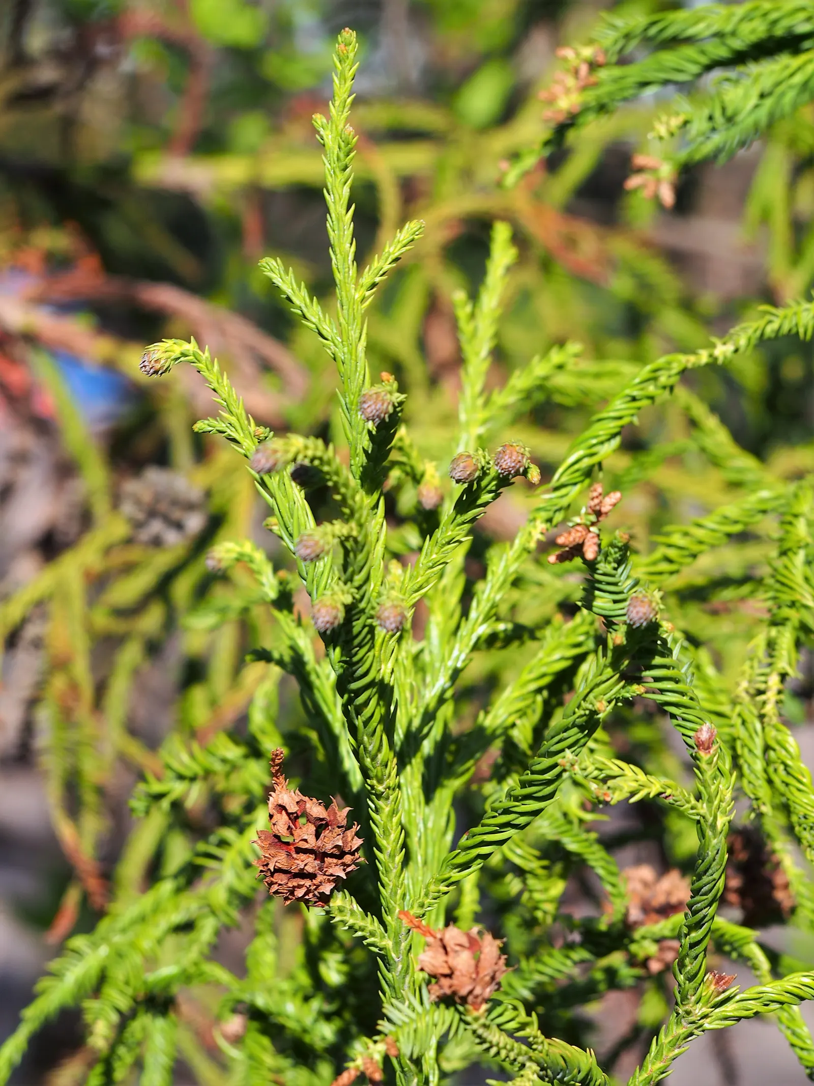 Japanese Cedar (Cryptomeria Japonica) — Preferring full sun to partial shade, this monotypic genus thrives in moist, well-drained soils; this tree can reach