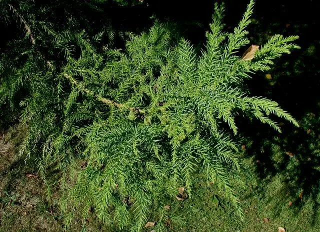 Japanese Cedar (Cryptomeria Japonica) — soft needles spiraling around the stems; preferring full sun to partial shade, this monotypic genus thrives, image 57
