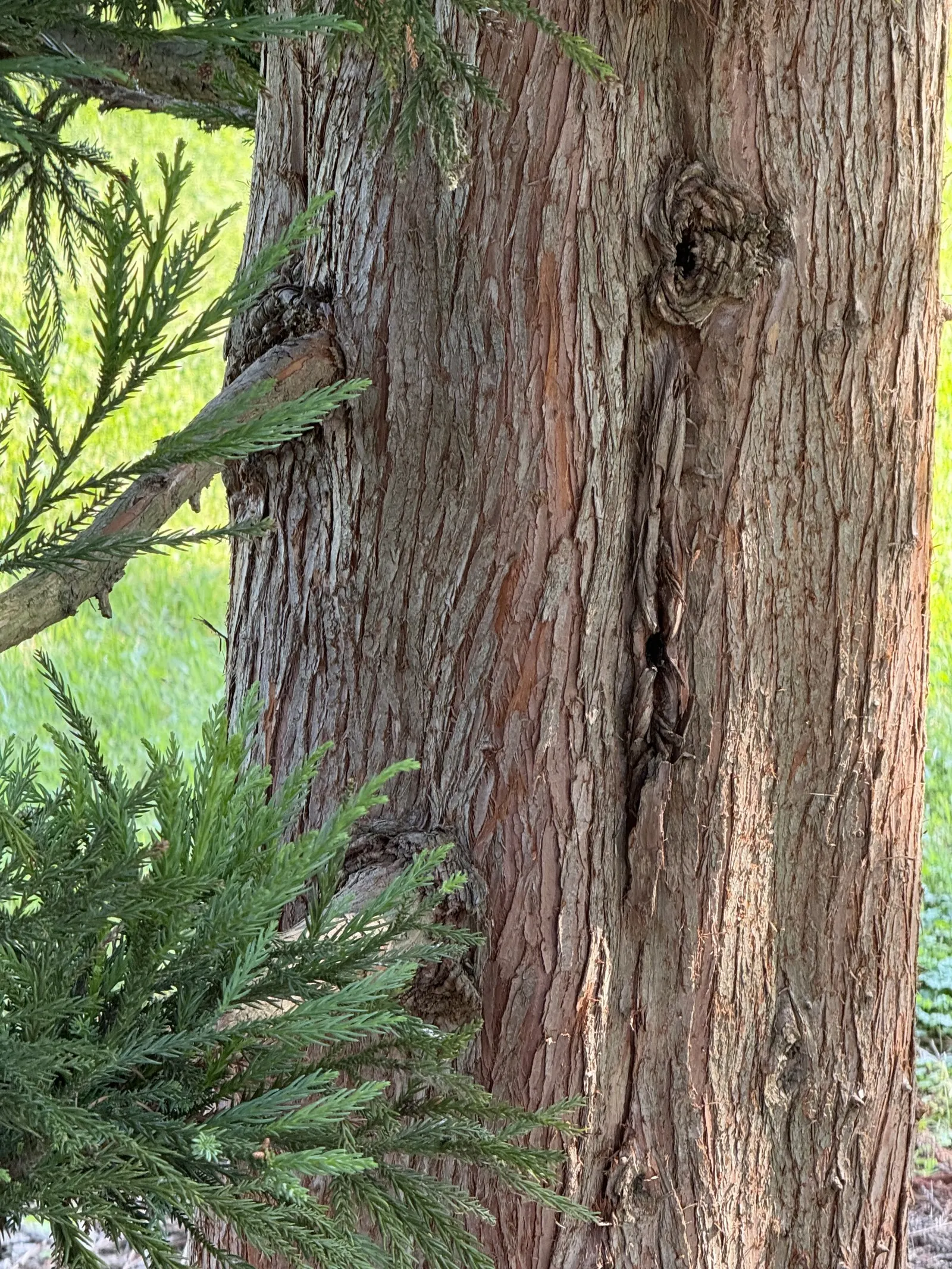 Japanese Cedar (Cryptomeria Japonica) — Its ability to resist deer browsing also makes it a practical choice for gardens in rural areas