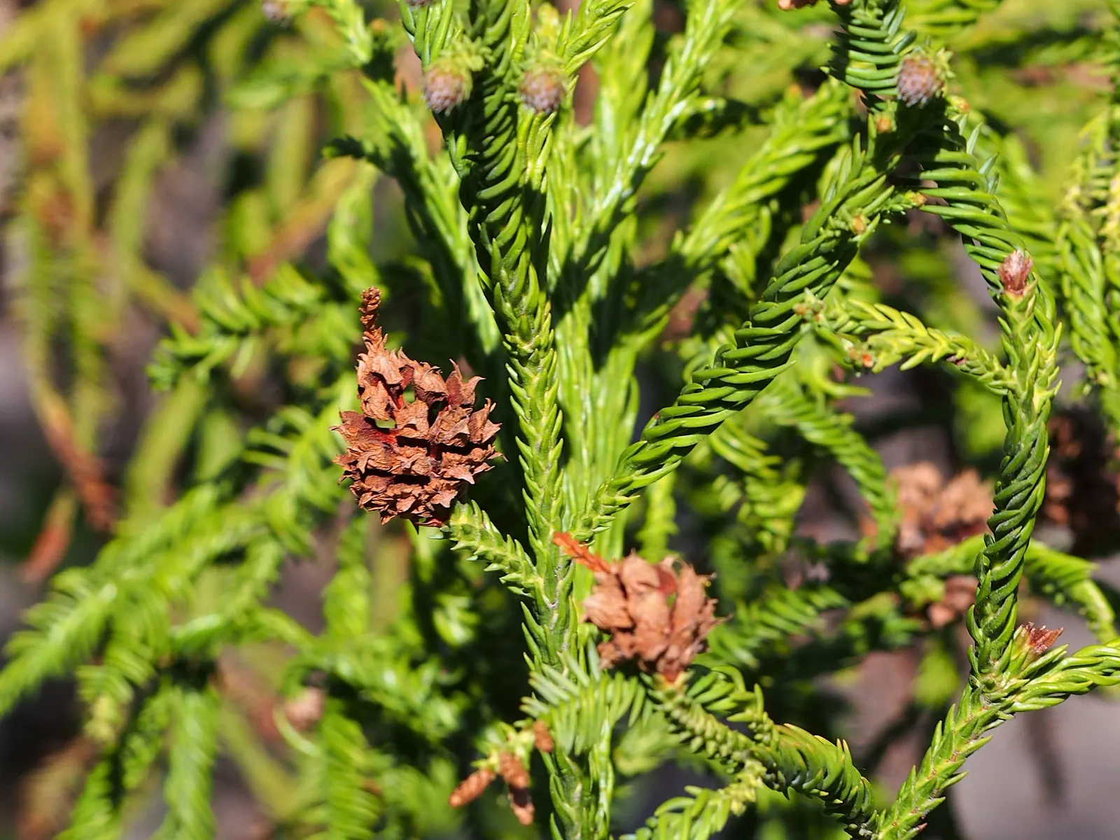 Japanese Cedar (Cryptomeria Japonica) — adding year-round interest to the landscape.<br><br>Suitable for USDA hardiness zones 5 through 9; with a broad canopy