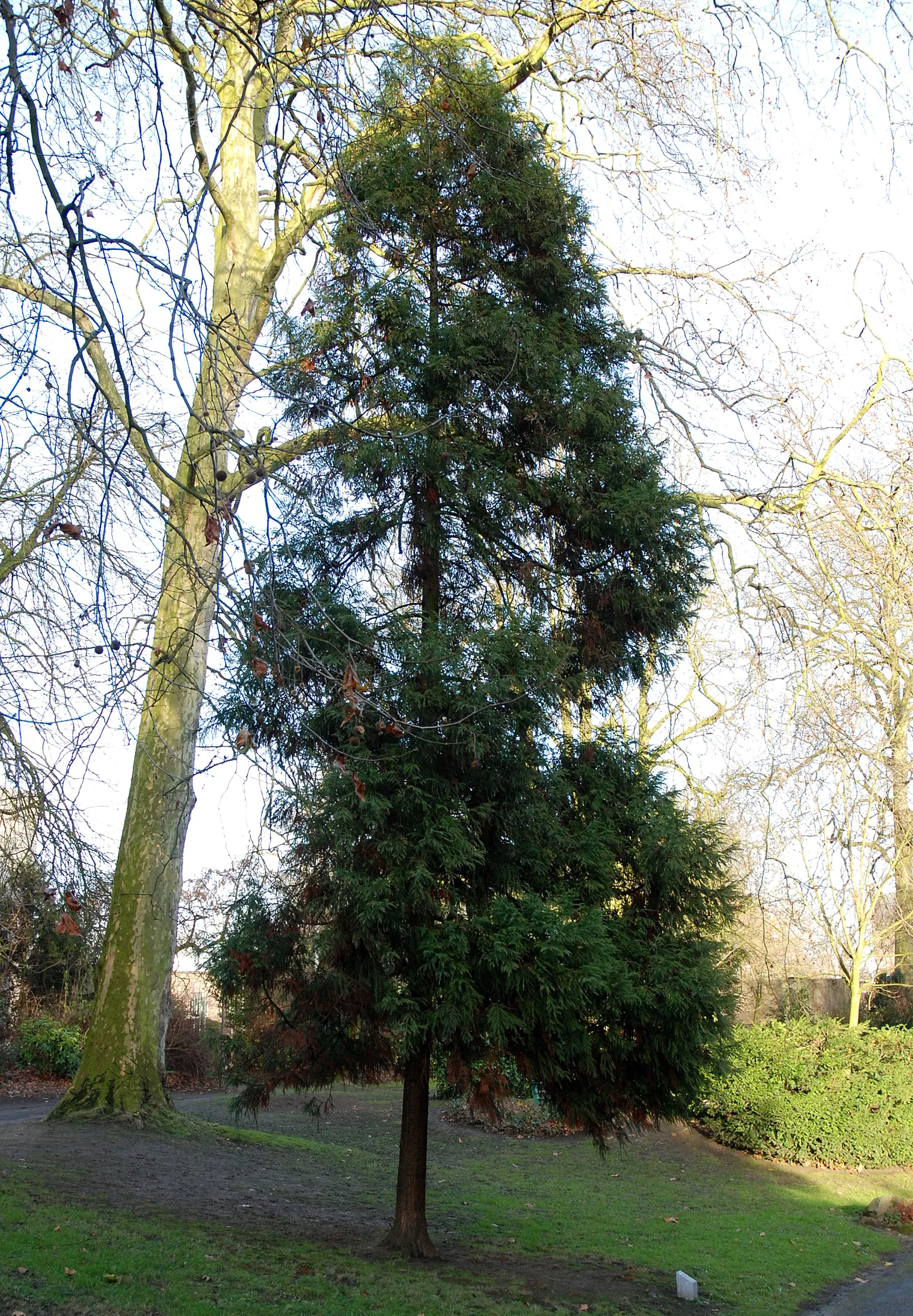 Japanese Cedar (Cryptomeria Japonica) — When selecting a site for planting, ensure ample space is provided to accommodate its potential size; often, image 64