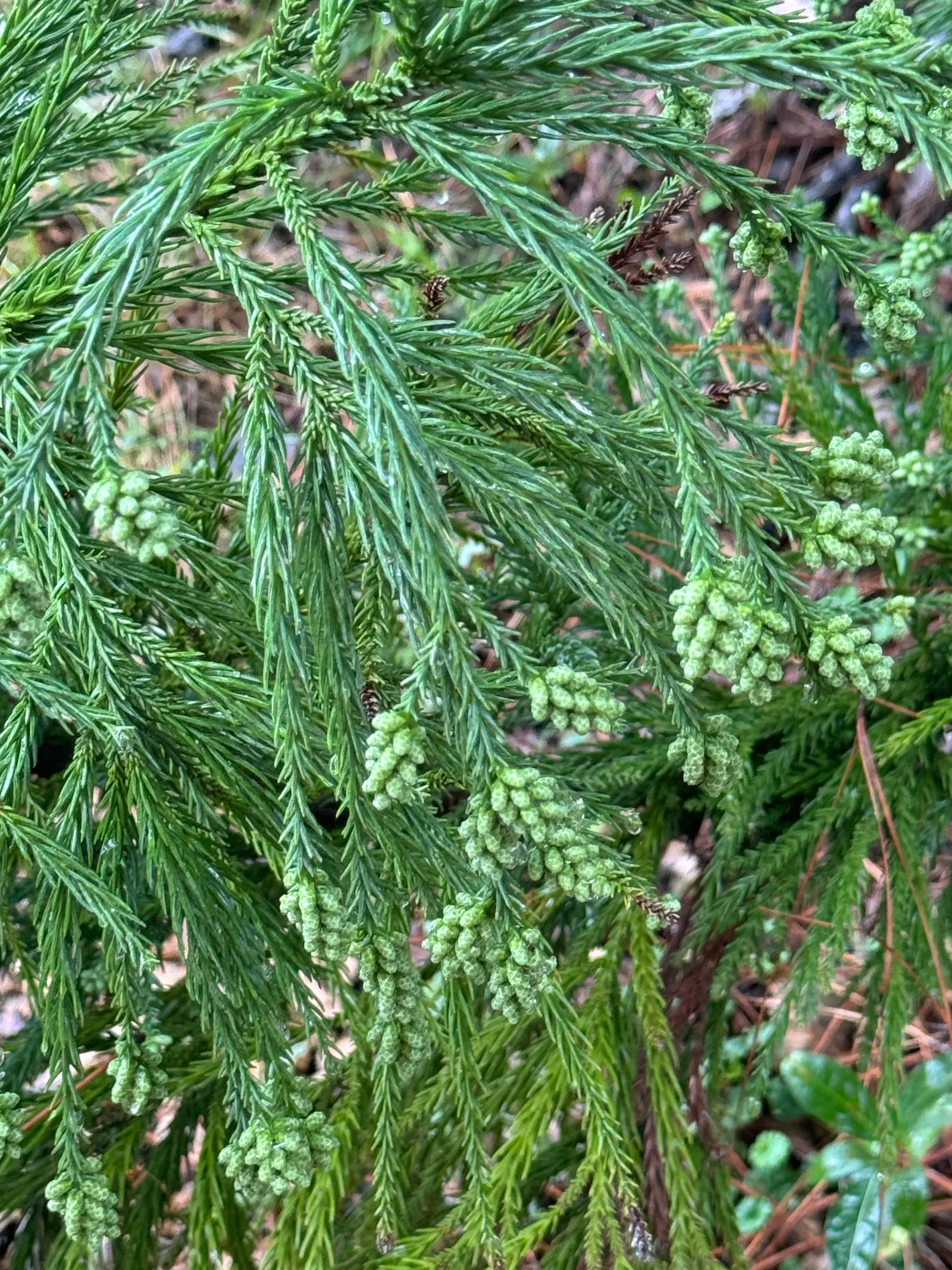 Japanese Cedar (Cryptomeria Japonica) — Its ability to resist deer browsing also makes it a practical choice for gardens in rural areas; this elegant tree can